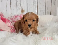 ORIEL, a female Cavapoo for sale in Berlin, OH – Photo 1 of 3