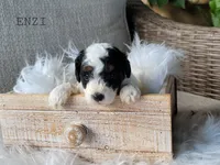 Enzi, a female Cavapoo for sale in Berlin, OH – 2 of 3