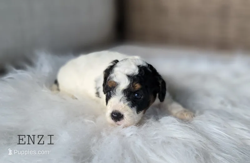 Enzi – Cavapoo puppy for sale in Berlin, OH