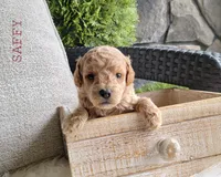 Saffy, a female Goldendoodle for sale in Berlin, OH – 5 of 5