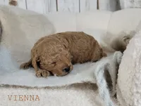 Vienna, a female Cavapoo for sale in Berlin, OH – 2 of 3