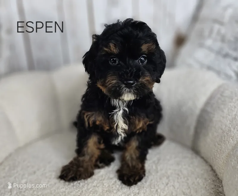 Espen – Cavapoo puppy for sale in Berlin, OH