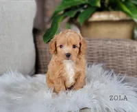 Zola, a female Miniature Goldendoodle for sale in Berlin, OH – 3 of 4