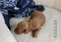 Wiggler, a male Cavapoo for sale in Berlin, OH – 3 of 3