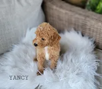Yancy, a female Miniature Goldendoodle for sale in Berlin, OH – 2 of 4