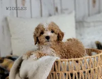 Wiggles, a male Maltipoo for sale in Berlin, OH – Photo 1 of 4