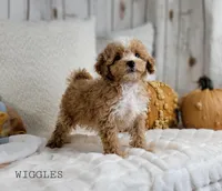 Wiggles, a male Maltipoo for sale in Berlin, OH – Photo 3 of 4