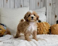 Wiggles, a male Maltipoo for sale in Berlin, OH – Photo 4 of 4