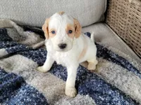 Uffy, a male Miniature Goldendoodle for sale in Berlin, OH – 5 of 6