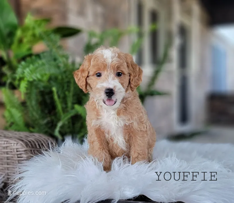 Youffie – Miniature Goldendoodle puppy for sale in Berlin, OH