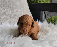 Sashi, a female Goldendoodle for sale in Berlin, OH – 5 of 6