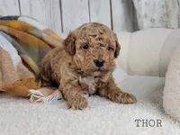 Thor, a male Maltipoo for sale in Berlin, OH – 2 of 3