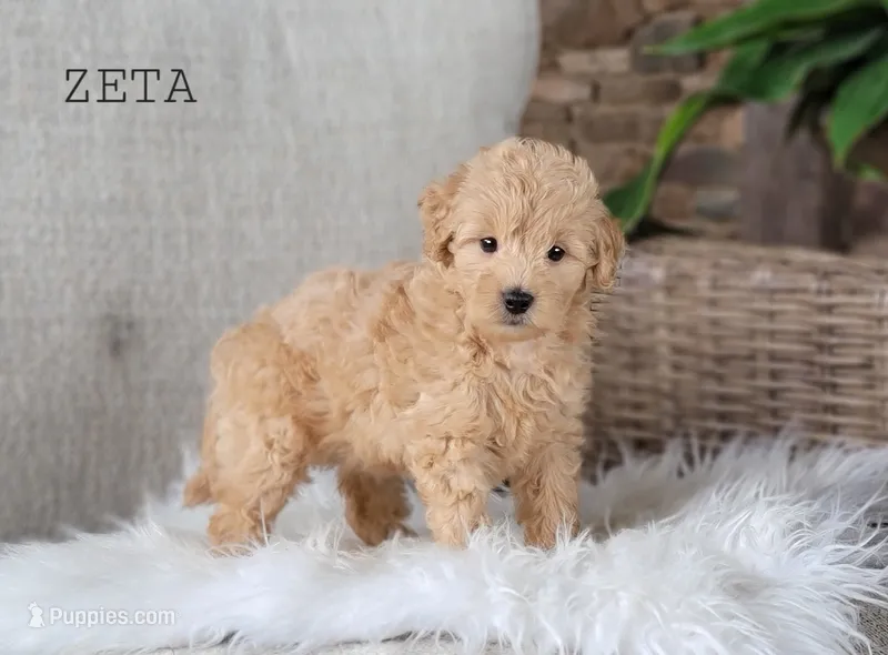Zeta – Miniature Goldendoodle puppy for sale in Berlin, OH