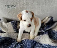 Unyx, a male Miniature Goldendoodle for sale in Berlin, OH – 2 of 3