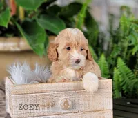 Zoey, a female Miniature Goldendoodle for sale in Berlin, OH – 3 of 4