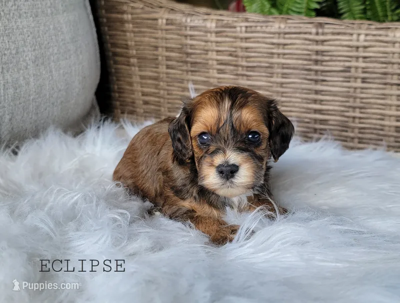 Eclipse – Cavapoo puppy for sale in Berlin, OH