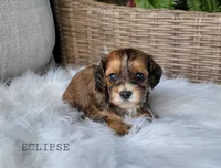 Eclipse, a male Cavapoo for sale in Berlin, OH – 1 of 2