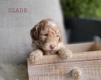 Slade, a male Goldendoodle for sale in Berlin, OH – 3 of 5