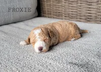 Froxie, a female Maltipoo for sale in Berlin, OH – 3 of 3