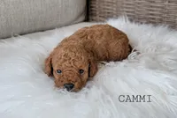 Cammi, a female Cavapoo for sale in Berlin, OH – 3 of 5