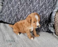 Usha, a female Miniature Goldendoodle for sale in Berlin, OH – 3 of 3