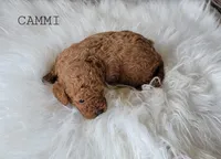 Cammi, a female Cavapoo for sale in Berlin, OH – 5 of 5
