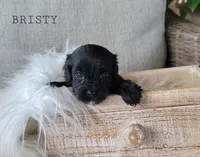 Bristy, a female Cavapoo for sale in Berlin, OH – 3 of 3