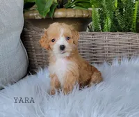 Yara, a female Miniature Goldendoodle for sale in Berlin, OH – 4 of 6