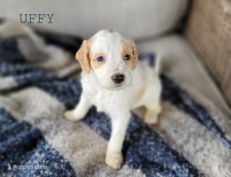 Uffy – Miniature Goldendoodle puppy for sale in Berlin, OH