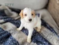 Uffy, a male Miniature Goldendoodle for sale in Berlin, OH – 1 of 6