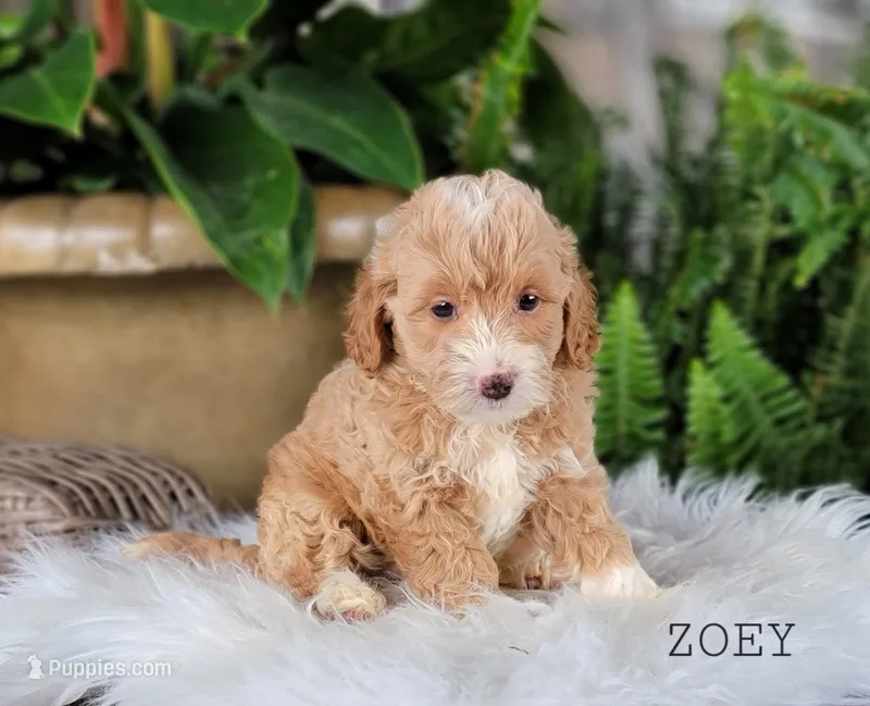 Zoey – Miniature Goldendoodle puppy for sale in Berlin, OH