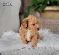 Zola, a female Miniature Goldendoodle for sale in Berlin, OH – 2 of 4