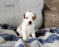 Unyx, a male Miniature Goldendoodle for sale in Berlin, OH – 3 of 3