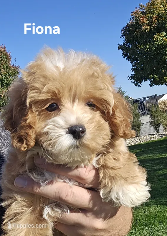 Fiona – Maltipoo, Poodle - Toy  puppy for sale in Berlin, OH