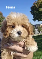 Fiona, a female Maltipoo and Poodle - Toy  for sale in Berlin, OH – 1 of 1