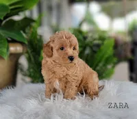 Zara, a female Miniature Goldendoodle for sale in Berlin, OH – 3 of 5