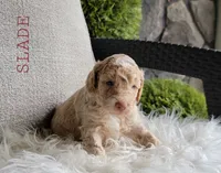 Slade, a male Goldendoodle for sale in Berlin, OH – 4 of 5