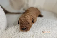 Wren, a female Cavapoo for sale in Berlin, OH – 3 of 3