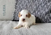 Ulexa, a female Miniature Goldendoodle for sale in Berlin, OH – 2 of 3