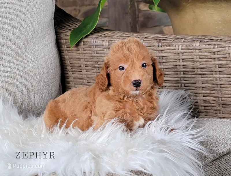 Zephyer – Miniature Goldendoodle puppy for sale in Berlin, OH