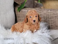 Zephyer, a female Miniature Goldendoodle for sale in Berlin, OH – 1 of 3