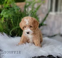 Youffie, a male Miniature Goldendoodle for sale in Berlin, OH – 3 of 4