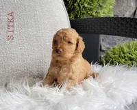 Sitka, a male Goldendoodle for sale in Berlin, OH – 2 of 4