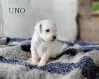 Uno, a male Miniature Goldendoodle for sale in Berlin, OH – 1 of 7