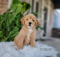 Yukon, a male Miniature Goldendoodle for sale in Berlin, OH – 2 of 5