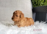 Scout, a male Goldendoodle for sale in Berlin, OH – 2 of 4