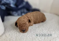 Wiggler, a male Cavapoo for sale in Berlin, OH – 2 of 3