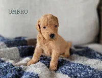 Umbro, a male Miniature Goldendoodle for sale in Berlin, OH – 2 of 4
