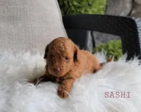 Sashi, a female Goldendoodle for sale in Berlin, OH – 4 of 6