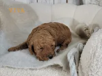Viva, a female Cavapoo for sale in Berlin, OH – 2 of 3